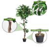 5.5 Feet Artificial Ficus Silk Tree with Wood Trunks